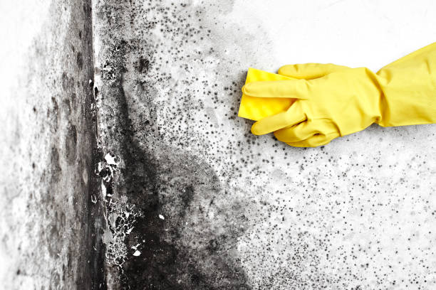 Best Residential Mold Remediation in Russells Point, OH