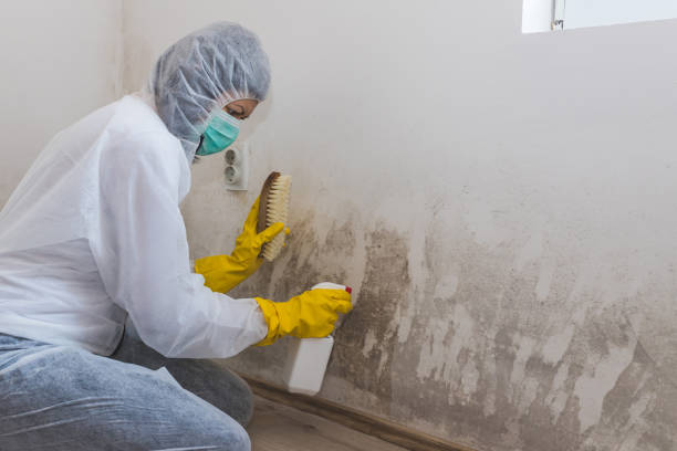 Best HVAC Mold Remediation in Russells Point, OH