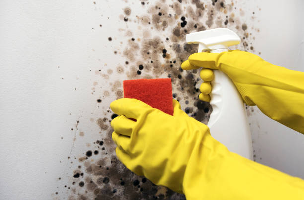 Best Kitchen Mold Remediation in Russells Point, OH