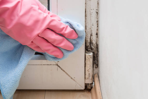 Best Mold Remediation for Schools in Russells Point, OH